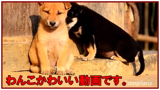 わんこ 犬 ナンバーワンを決める動画を 今日のいきものがかり ポー 男の道